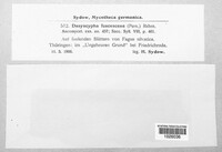 Dasyscyphus fuscescens image